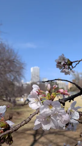 春の訪れ、桜と高層ビル