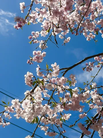 青空と桜の美しい競演