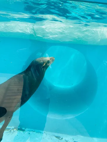 水中トンネルを泳ぐアシカ