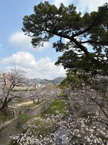 春風と桜、新緑の散歩道