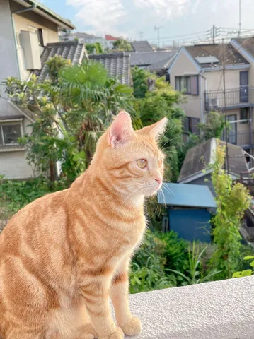 窓辺の猫、日向ぼっこの時間