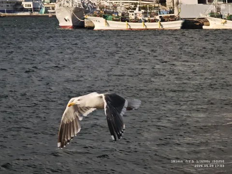 カモメ、港でひとっ飛び！
