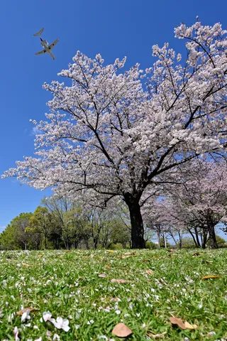桜と青空、白い翼の訪問者