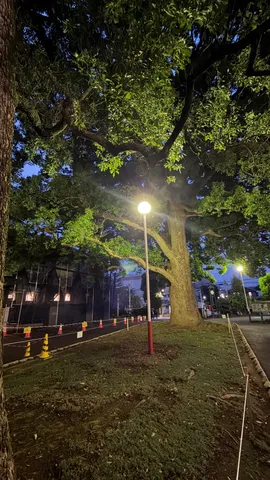 大樹と灯りの夜散歩