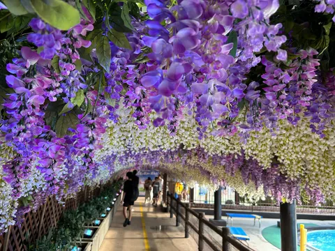 藤の花が彩る、夢見心地の回廊