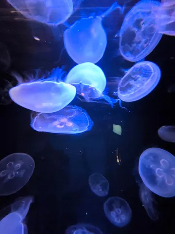 神秘的なクラゲの水中散歩
