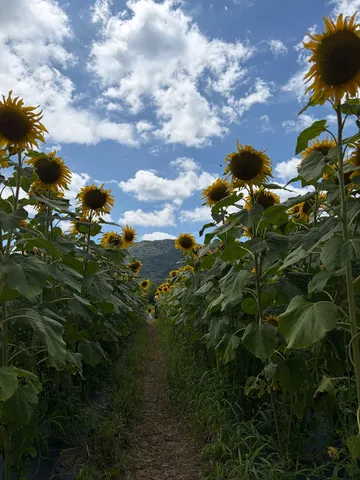 ひまわり畑を抜けて、山へ