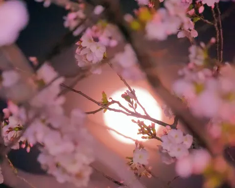 朧月夜の桜色