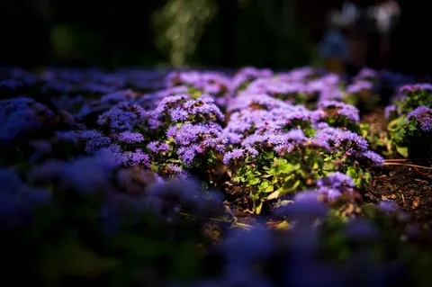 紫陽花畑？ いえ、綿毛のような小花。