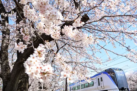 夢幻の桜と速き鋼
