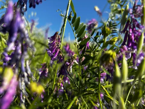 青空に溶け込む紫の花々