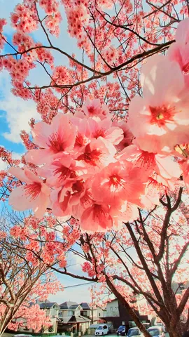 青空に溶ける、桜の彩り
