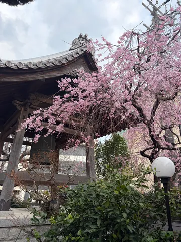 鐘楼を彩る桜の舞