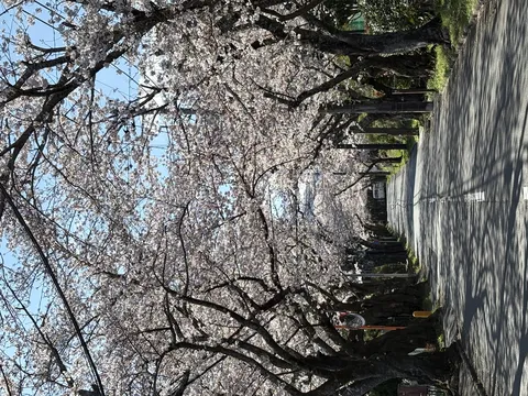 桜のトンネルを抜けて