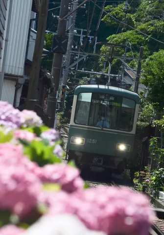 紫陽花とすれ違う緑の電車