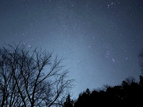 星降る夜の木立