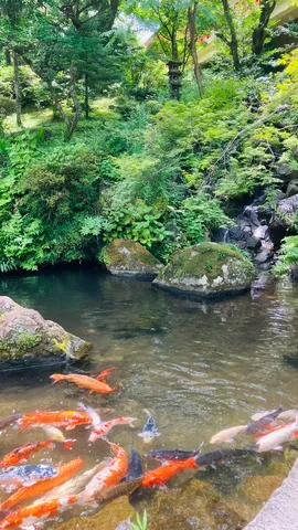 錦鯉たちの涼やかな休息