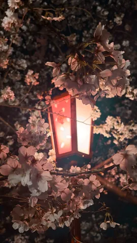 夜桜と灯りの幻想