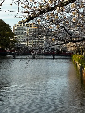 春光の川面に映る静寂