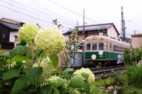 沿線に咲くアジサイと過ぎる列車