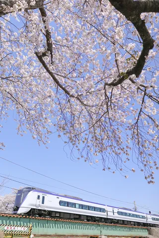 満開の桜と駆ける列車