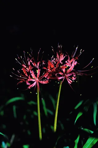 夜風に揺れる赤い花
