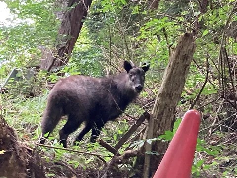 森の賢者、こちらを見てる