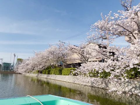 水面に映る、桜色の夢