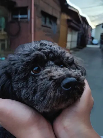 甘えん坊の黒い毛並み