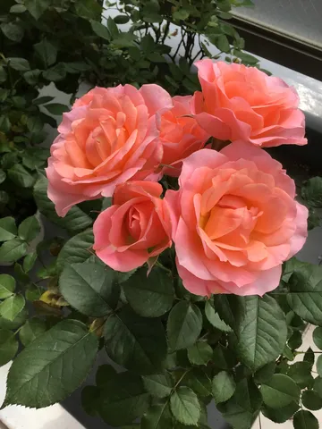 陽だまりに咲く、華やかなバラ