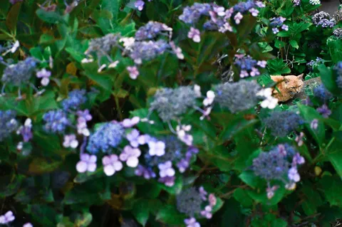 花に紛れた猫、君は誰？