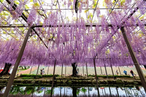 水面に揺れる紫の夢