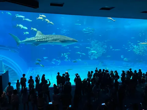 水槽の主と群れの静かなリズム