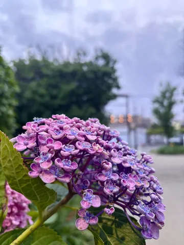 雨上がりの紫陽花、雨空に映える
