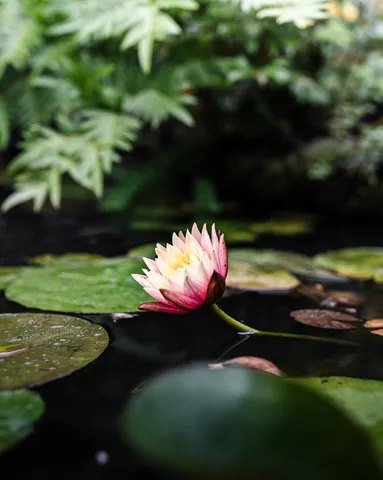 水面に咲く微笑みの花