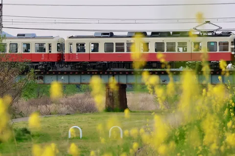 菜の花と走る春の電車