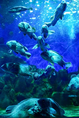 青の世界に漂う、魚たちの楽園