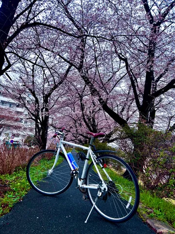 春風と自転車、桜並木