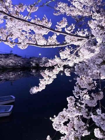 宵に映える桜と静寂の水面