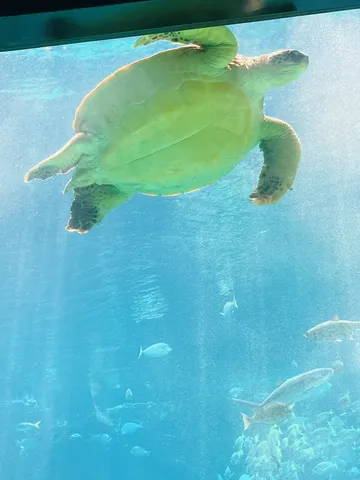 光が差し込む水中のウミガメ