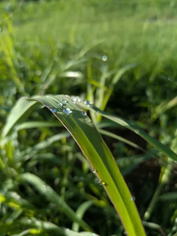 朝露きらめく、緑の息吹