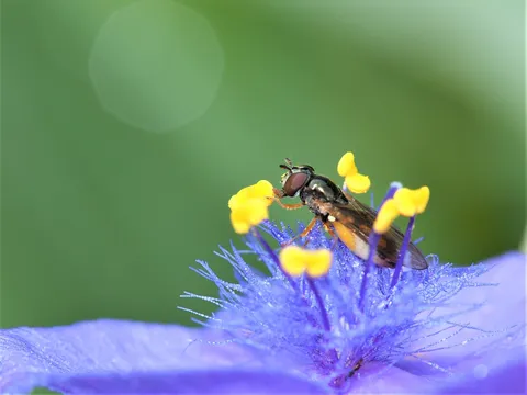 紫の花に止まる小さな旋風