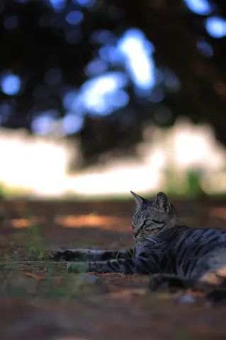 木陰でくつろぐ猫の影