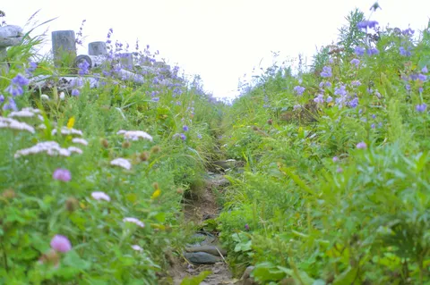 草木茂る道の先へ