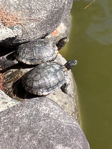 仲良し？甲羅干し中のカメさんたち