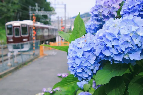 手前に咲く青と、奥を走る鉄路