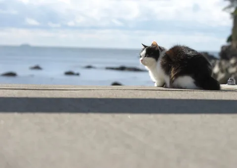 海辺で佇む黒白猫