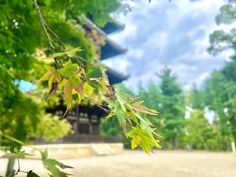 境内を彩る木漏れ日の秋色