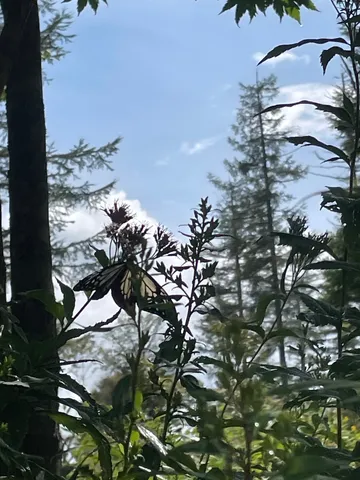 森と蝶の薄光風景