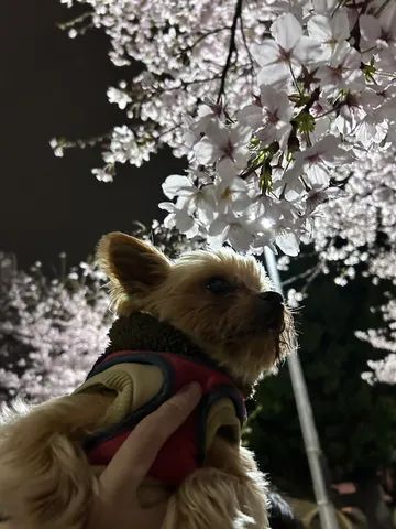 夜桜と小さな冒険者